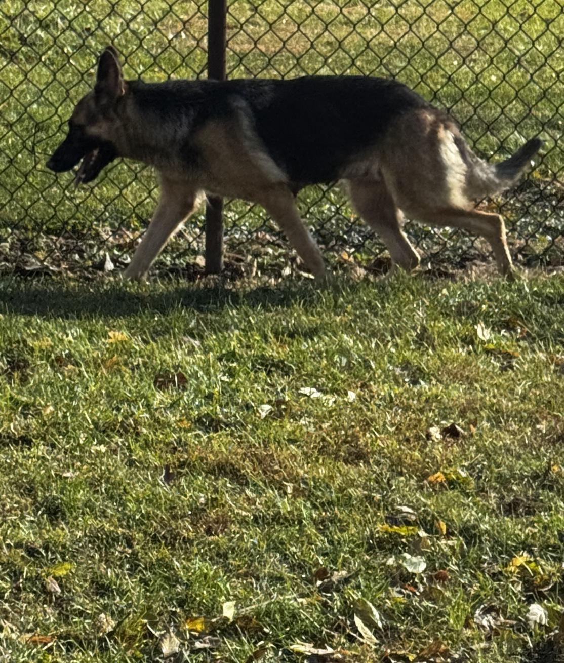 Crush, an adopted German Shepherd Dog in Kankakee, IL image 3/5