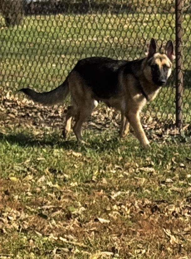 Crush, an adopted German Shepherd Dog in Kankakee, IL image 4/5