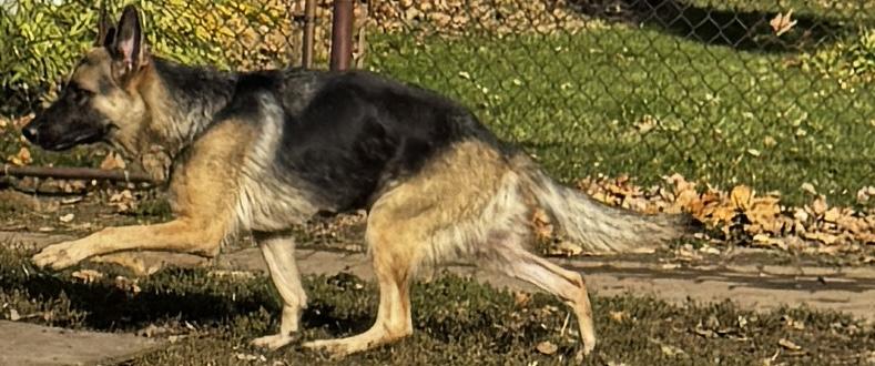 Crush, an adopted German Shepherd Dog in Kankakee, IL image 2/5