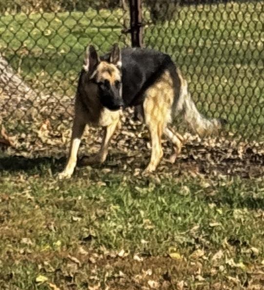Crush, an adopted German Shepherd Dog in Kankakee, IL image 1/5