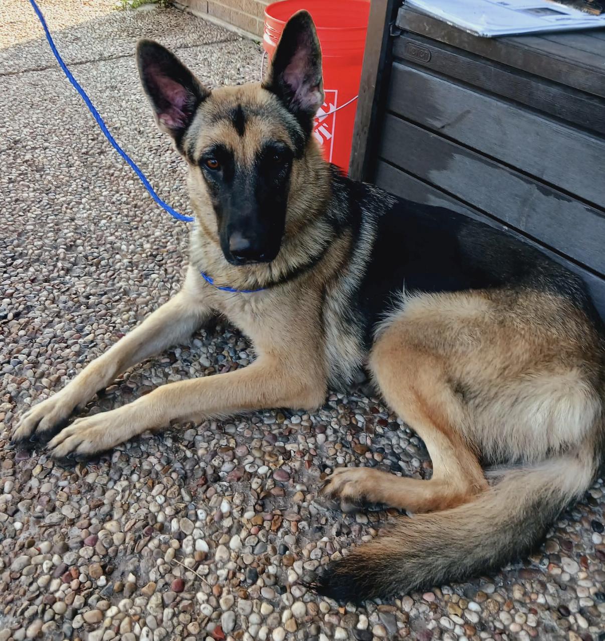 Crush, an adopted German Shepherd Dog in Kankakee, IL image 5/5