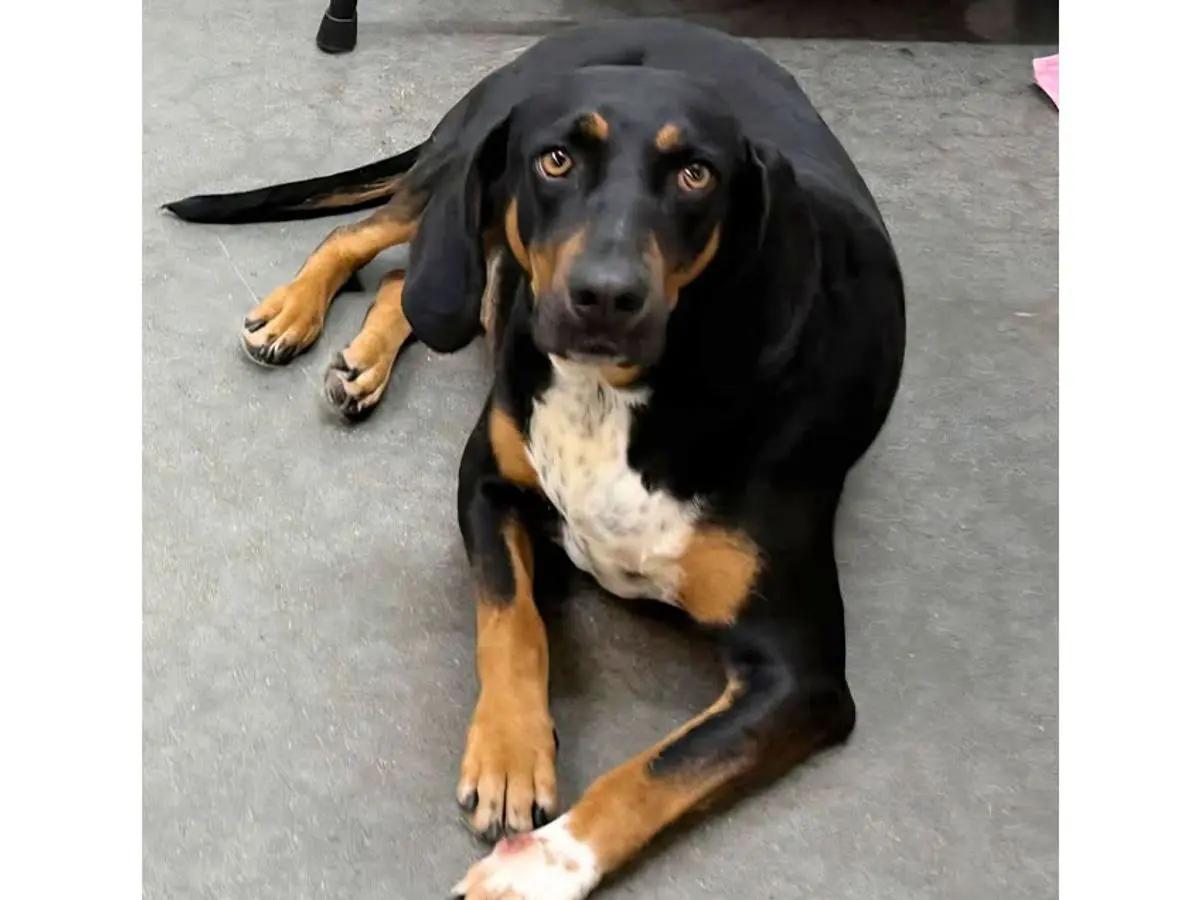 Enlarge Remi (TN), a ADOPTABLE Black and Tan Coonhound in Knoxville, TN image 2/3
