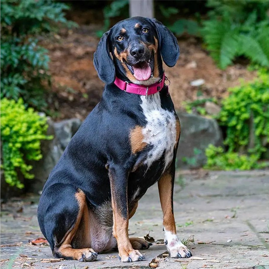 Remi (TN), ADOPTABLE, Young Female Black and Tan Coonhound.