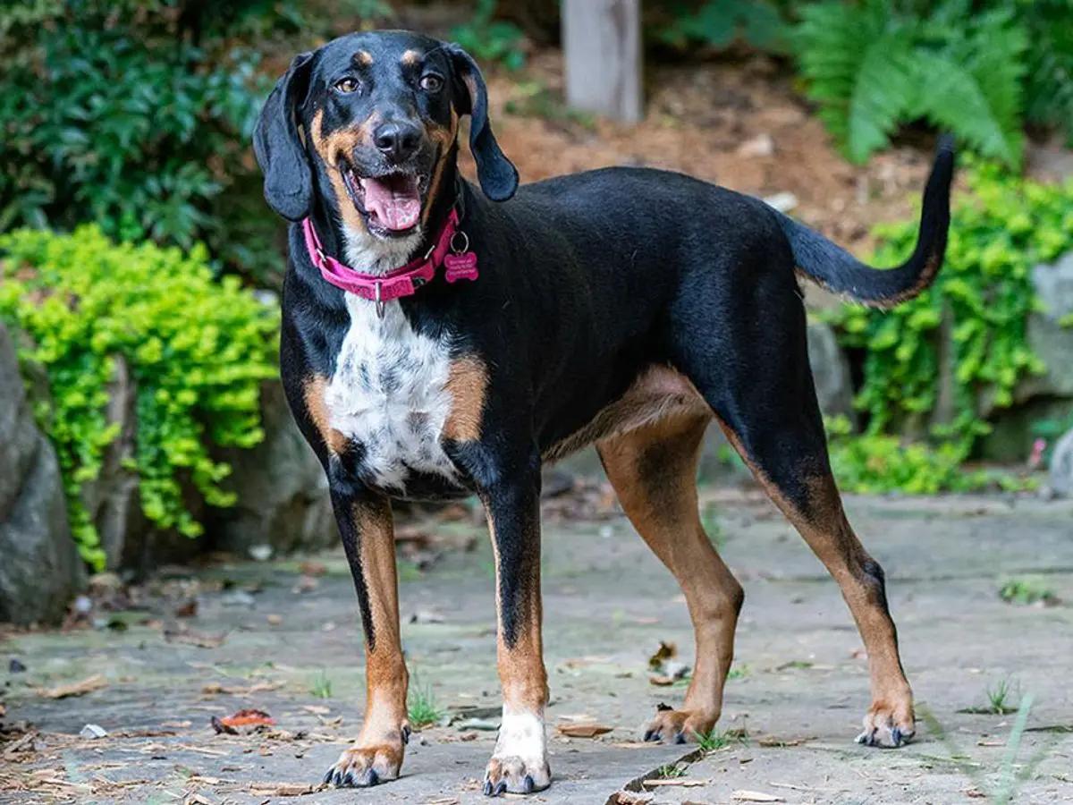 Enlarge Remi (TN), a ADOPTABLE Black and Tan Coonhound in Knoxville, TN image 3/3