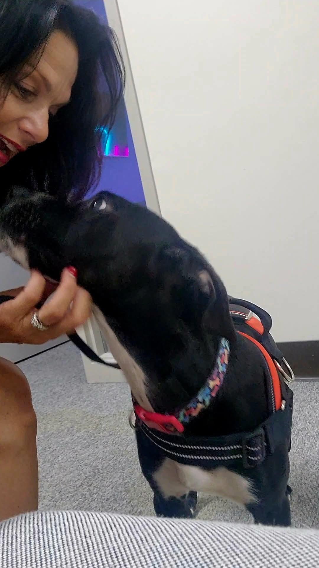 Enlarge Thanos, an adopted mixed breed in Beaufort, NC image 3/5