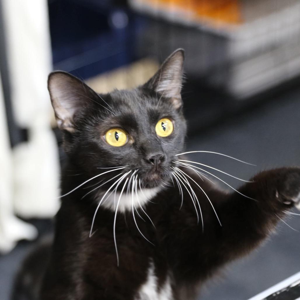 Enlarge May, a Adoptable Domestic Short Hair in Great Falls, MT image 1/3