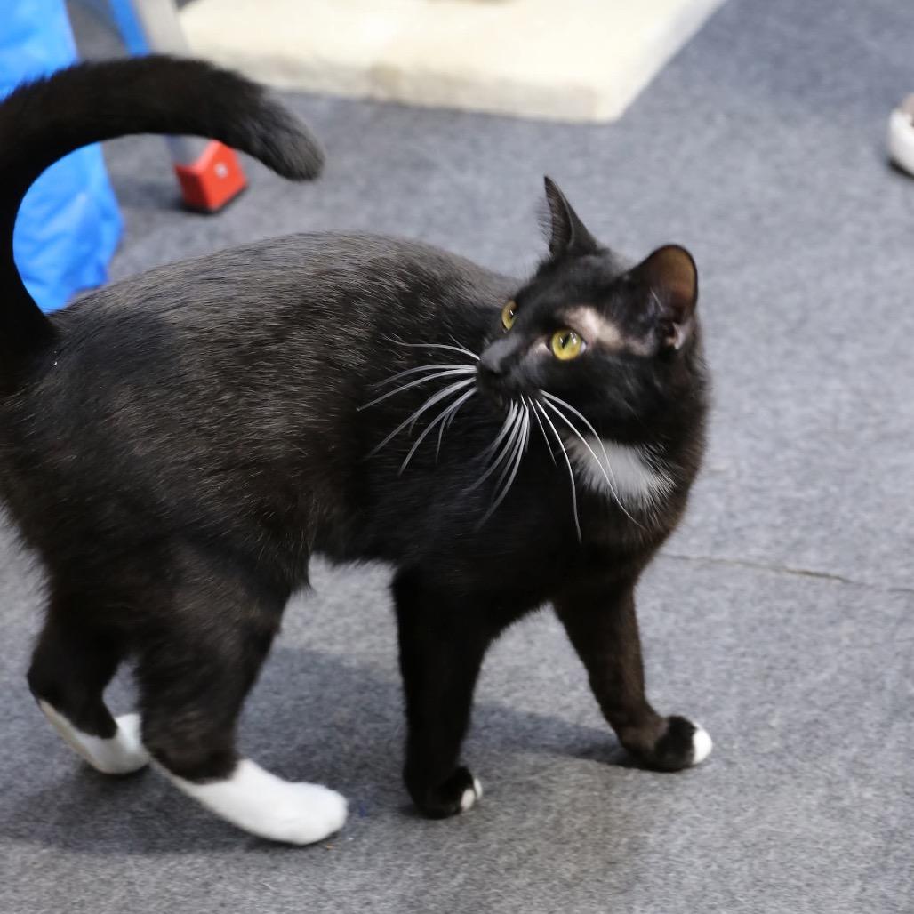 Enlarge May, a Adoptable Domestic Short Hair in Great Falls, MT image 2/3