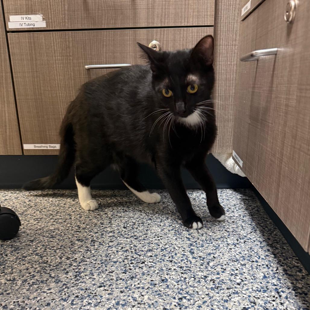 Enlarge May, a Adoptable Domestic Short Hair in Great Falls, MT image 3/3