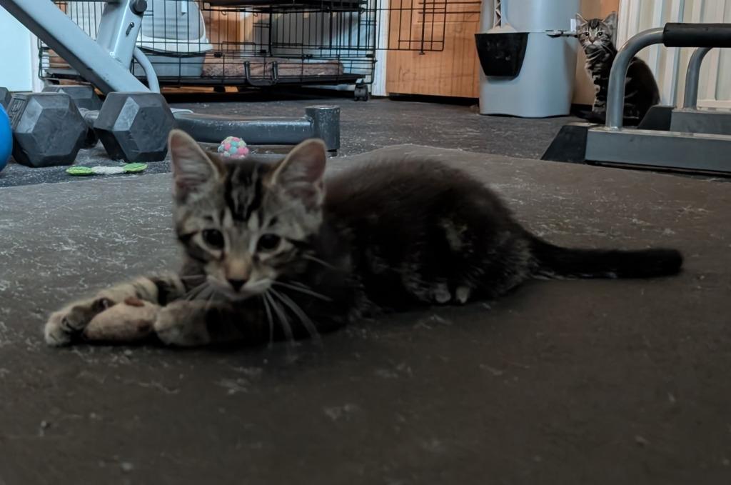 Birdie, Adoptable, Kitten Male Domestic Short Hair.