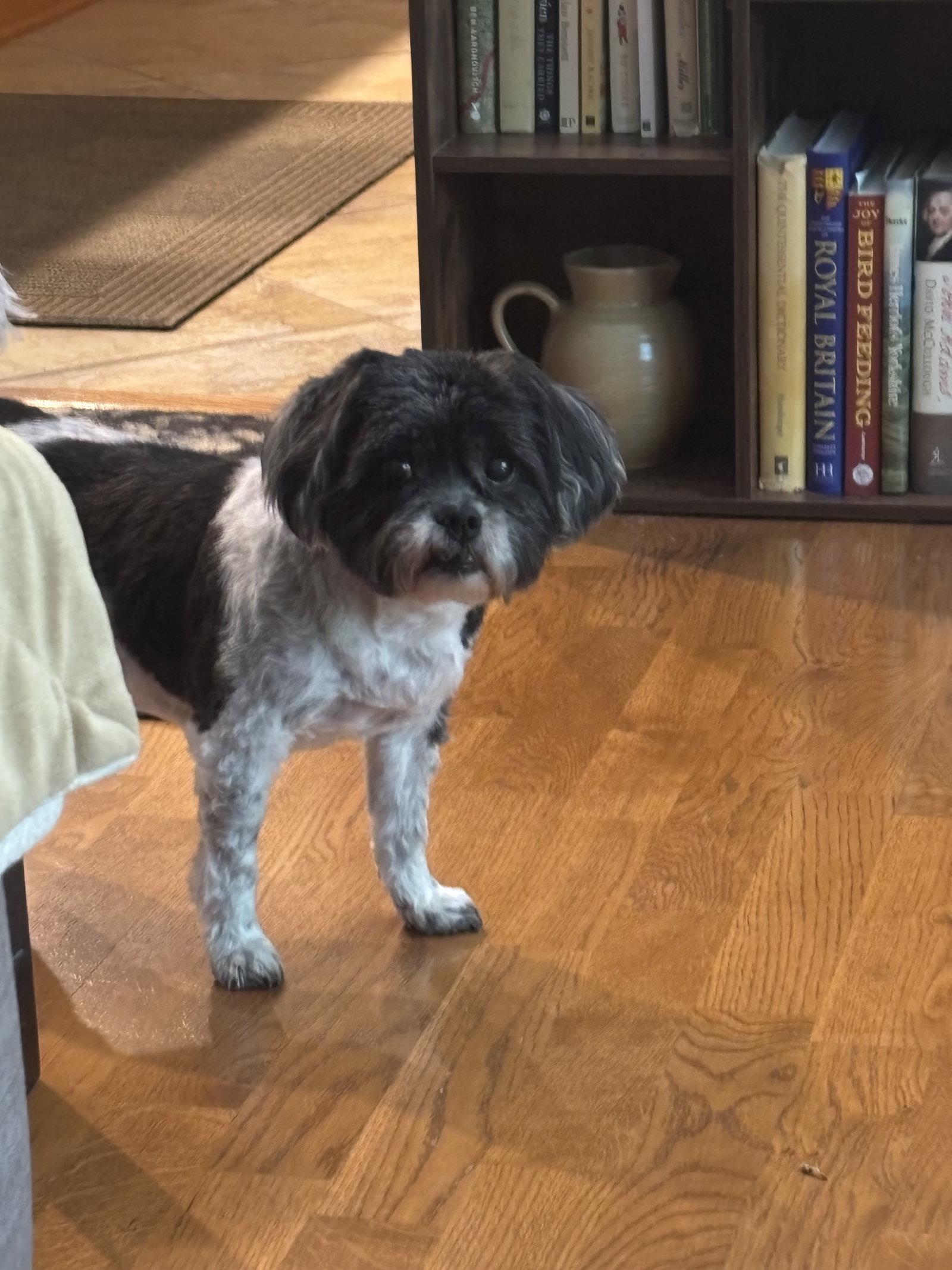 Enlarge Nora-Tuscarawas, a Adoptable Shih Tzu in Pataskala, OH image 2/3