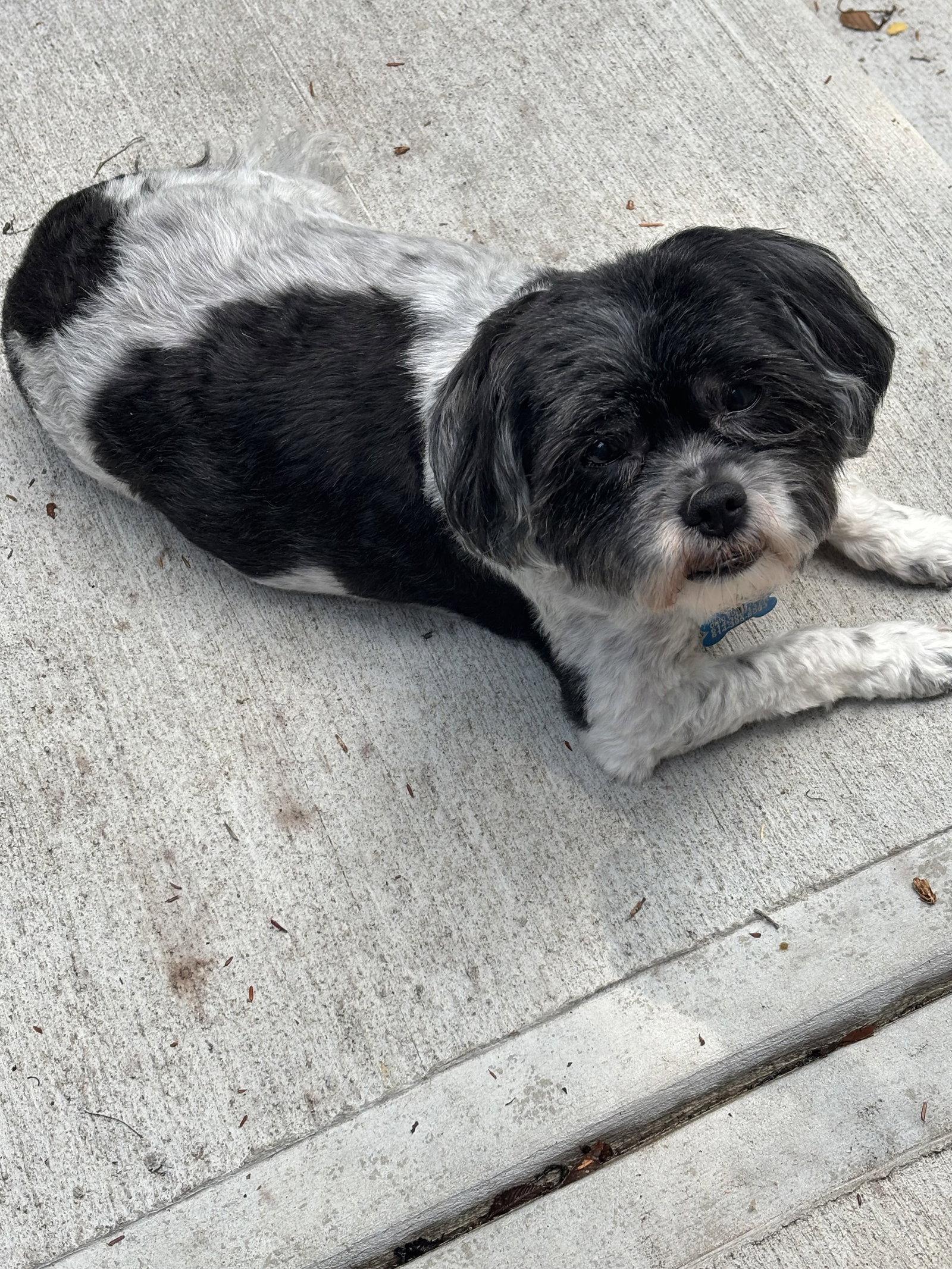 Enlarge Nora-Tuscarawas, a Adoptable Shih Tzu in Pataskala, OH image 3/3