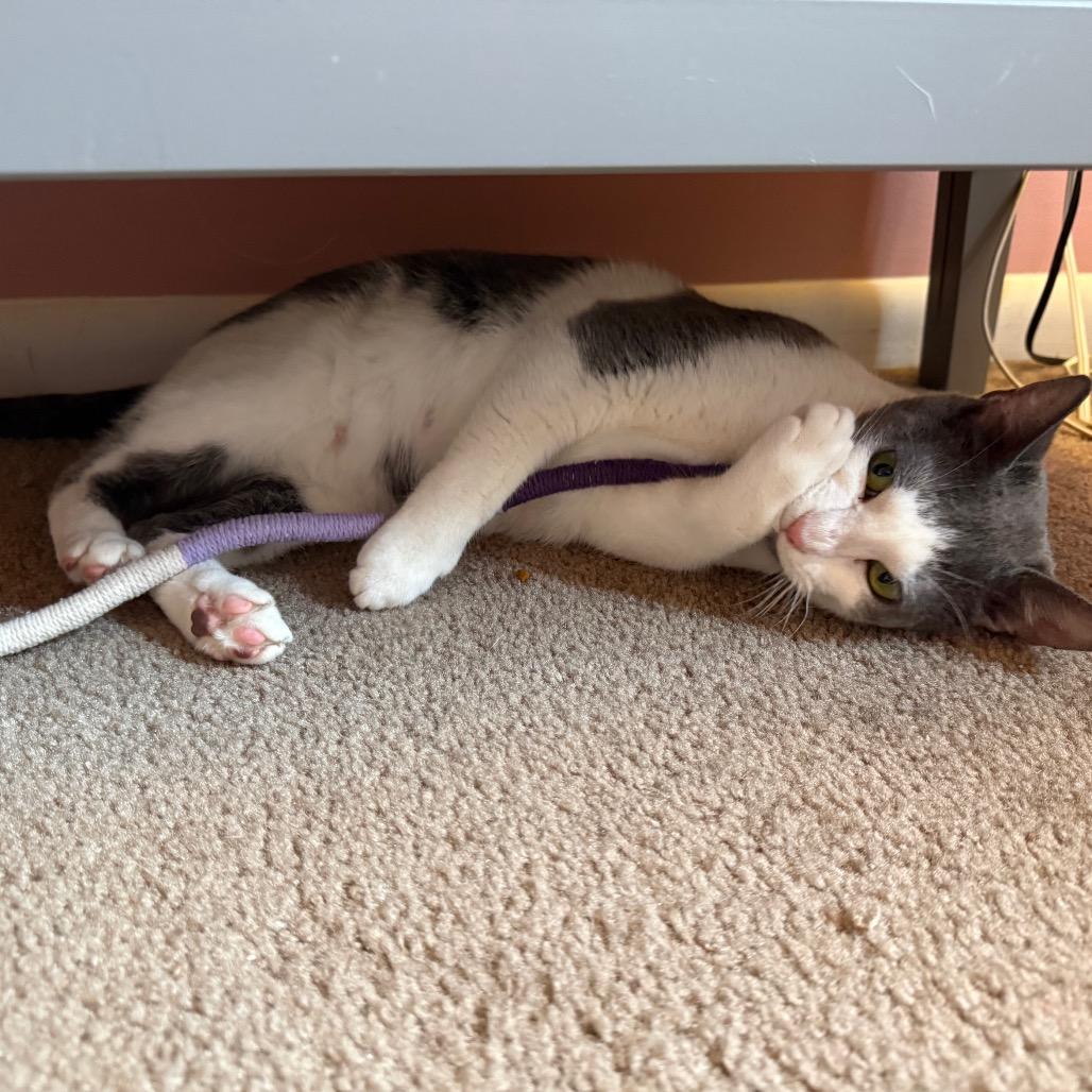 Enlarge 0226-56 Kira, a Adoptable Domestic Short Hair in Abingdon, MD image 1/5