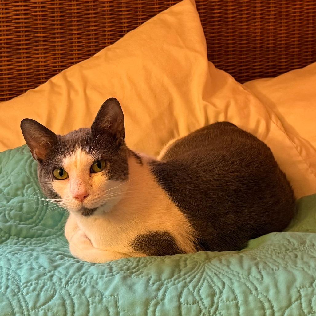 Enlarge 0226-56 Kira, a Adoptable Domestic Short Hair in Abingdon, MD image 3/5