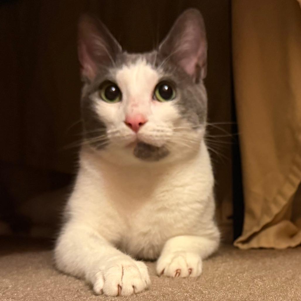 Enlarge 0226-56 Kira, a Adoptable Domestic Short Hair in Abingdon, MD image 5/5