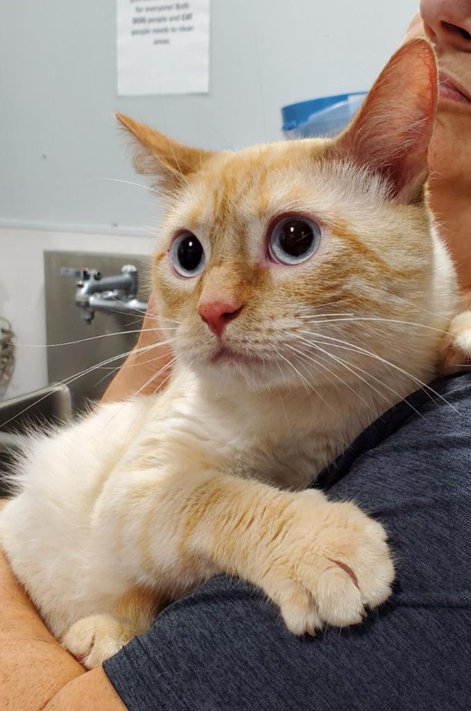 Enlarge Marshall Mathers, a Adopted Siamese in Denham Springs, LA image 1/1