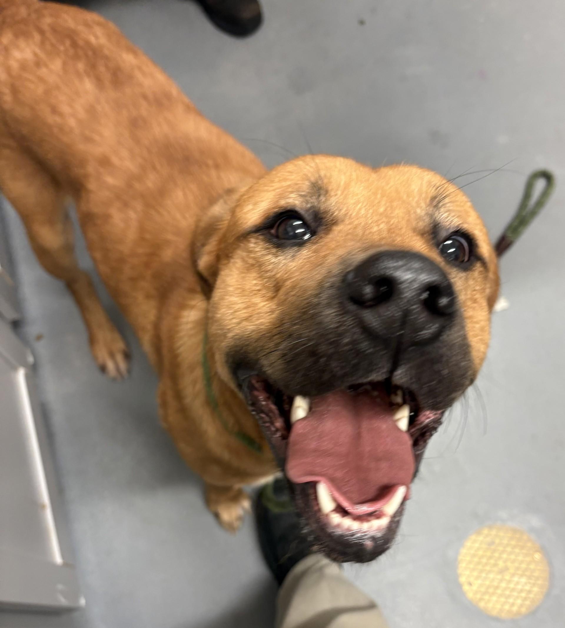 Ronaldo, a ADOPTABLE mixed breed in Ashland, VA image 1/4