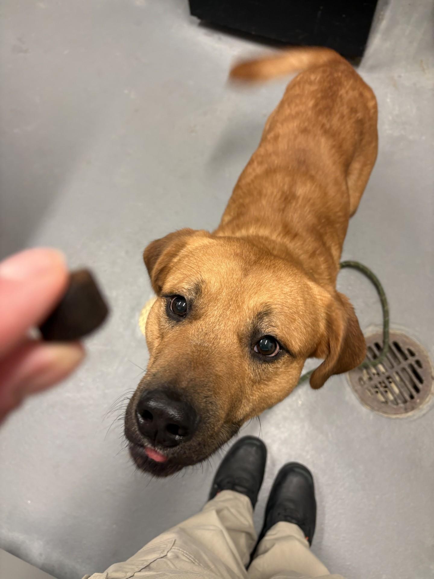 Ronaldo, a ADOPTABLE mixed breed in Ashland, VA image 3/4