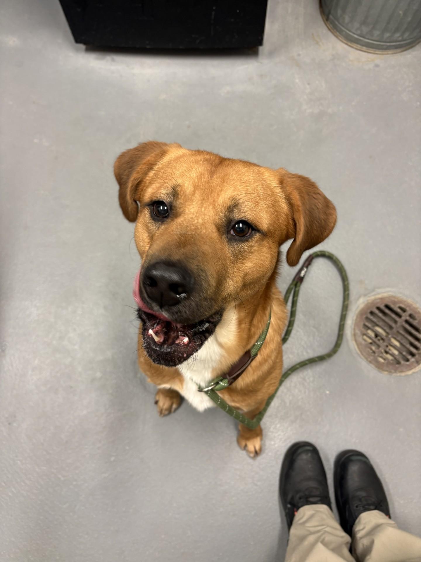 Ronaldo, a ADOPTABLE mixed breed in Ashland, VA image 4/4