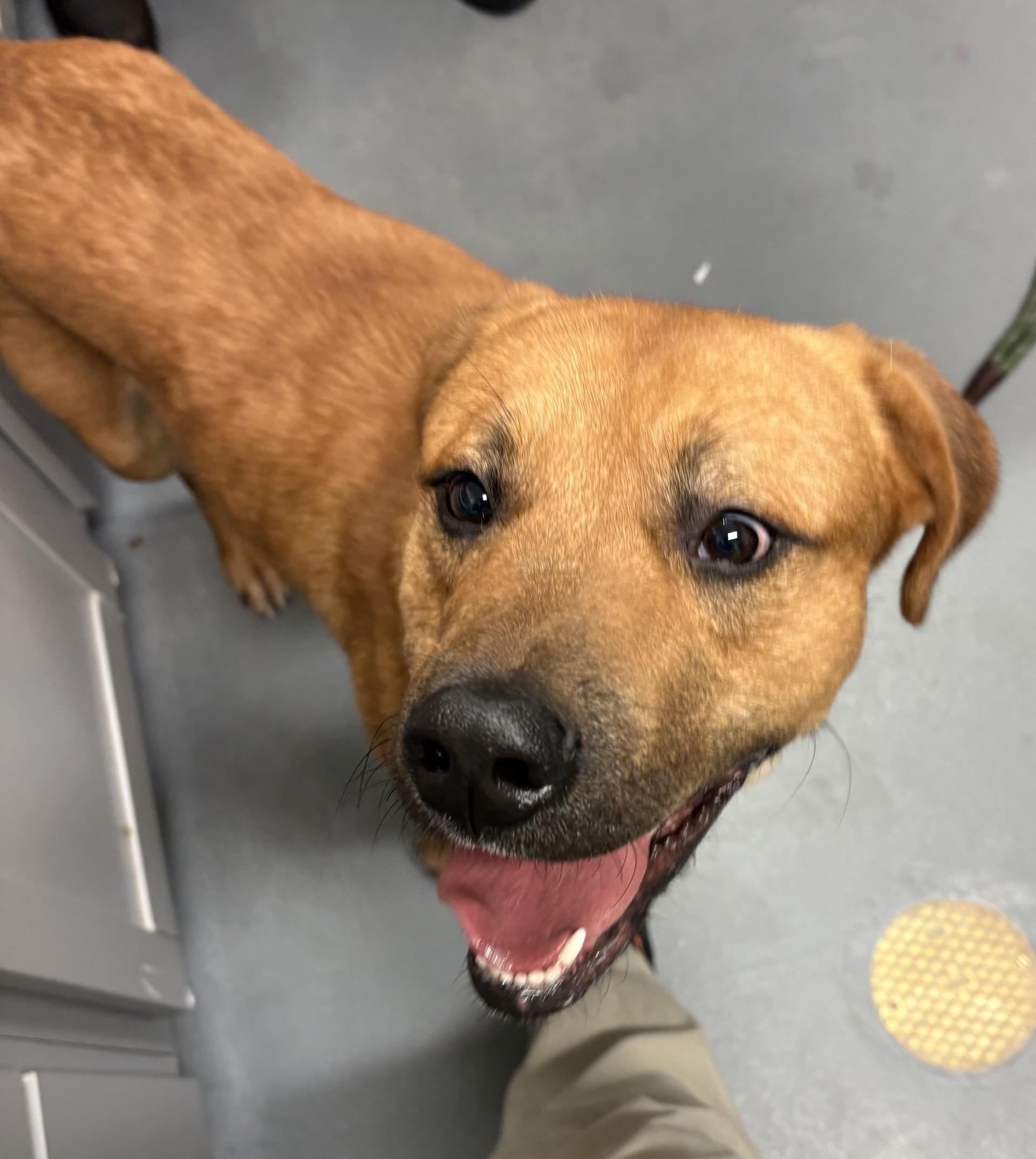 Ronaldo, a ADOPTABLE mixed breed in Ashland, VA image 2/4