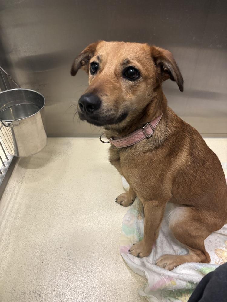 Carmel, Adoptable, Young Female Shepherd.