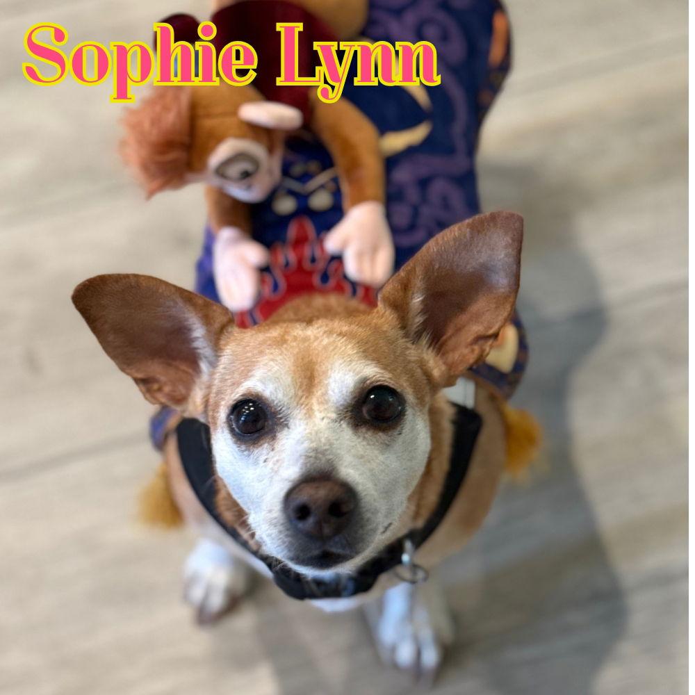 Sophie Lynn, Adoptable, Adult Female Dachshund & Chihuahua.
