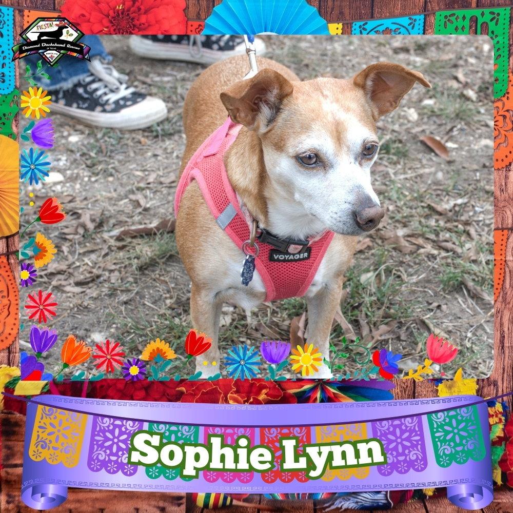 Enlarge Sophie Lynn, a Adoptable mixed breed in San Antonio, TX image 1/3