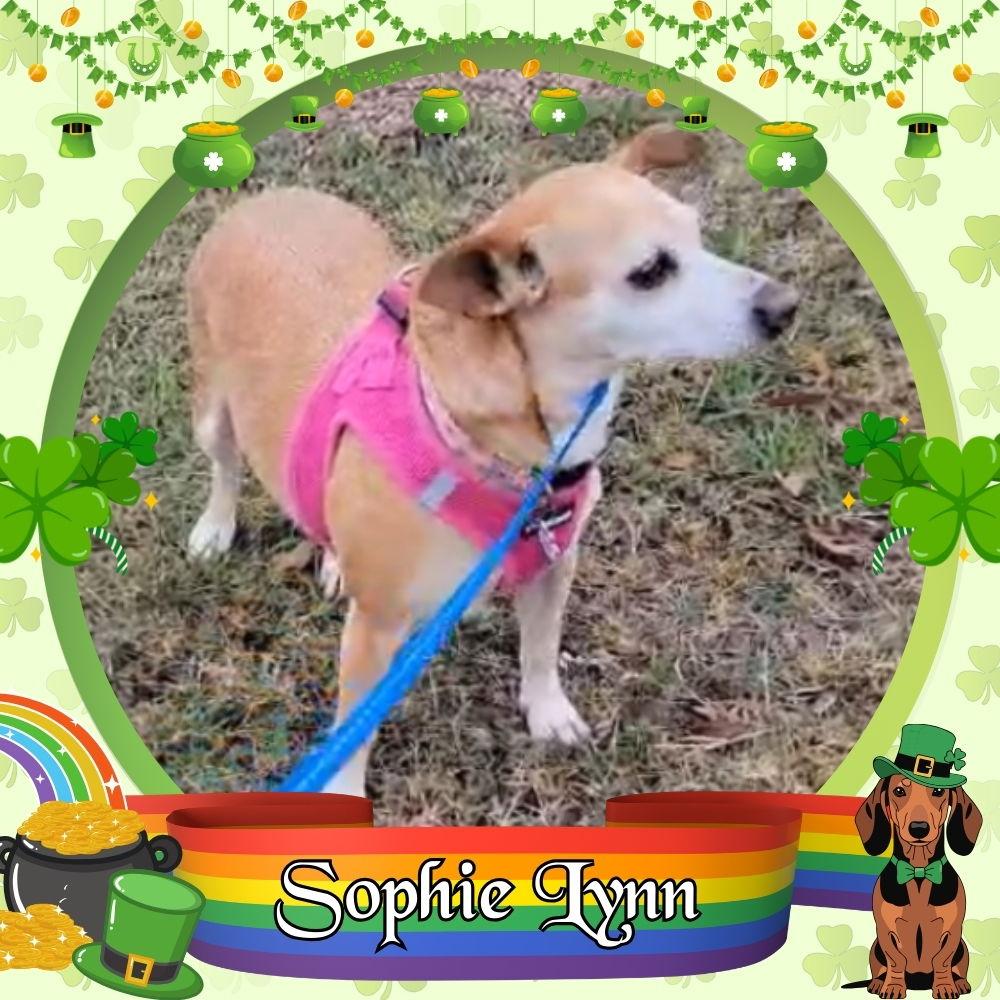 Sophie Lynn, Adoptable, Adult Female Dachshund & Chihuahua.