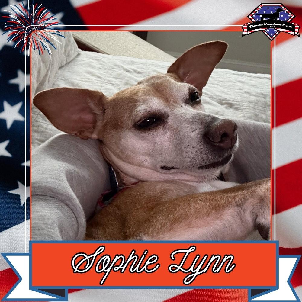 Sophie Lynn, Adoptable, Adult Female Dachshund & Chihuahua.