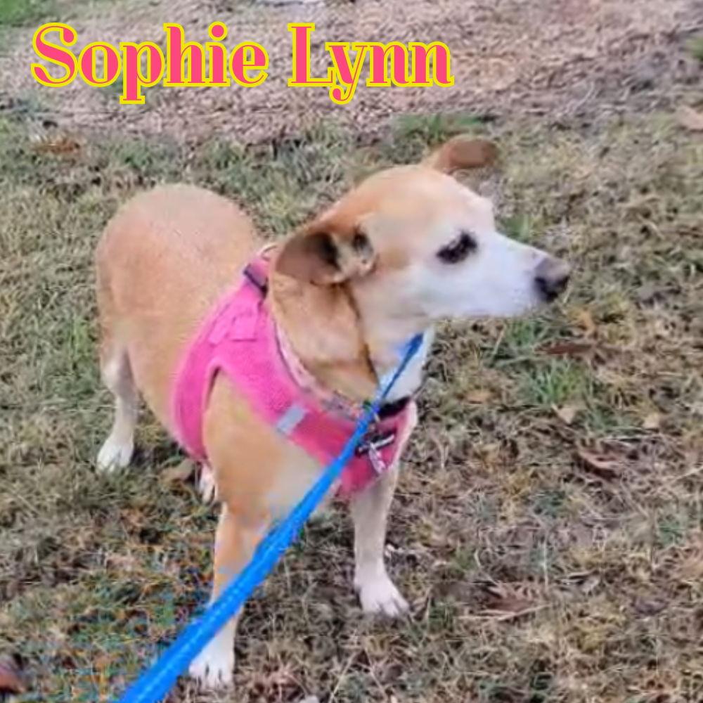 Sophie Lynn, Adoptable, Adult Female Dachshund & Chihuahua.