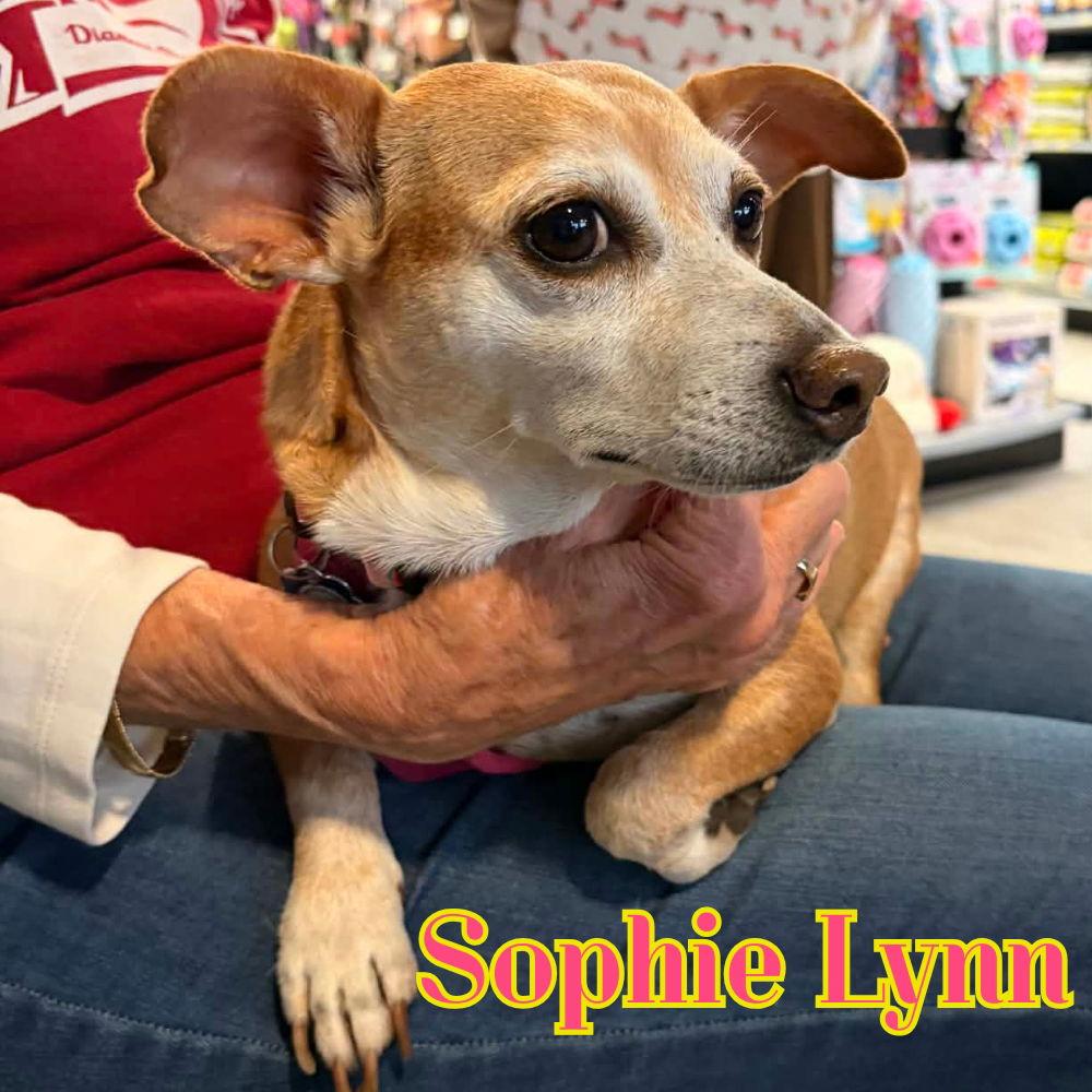 Sophie Lynn, Adoptable, Adult Female Dachshund & Chihuahua.
