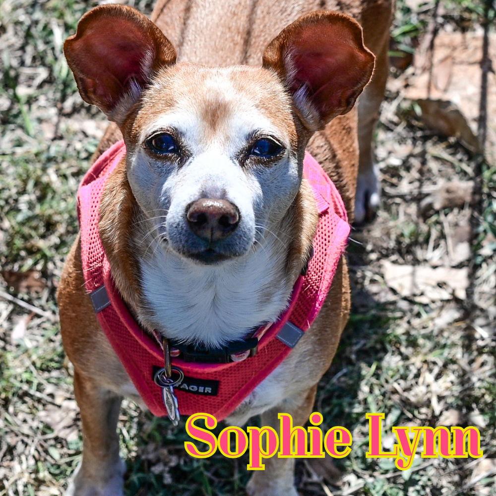 Enlarge Sophie Lynn, a Adoptable mixed breed in San Antonio, TX image 2/3
