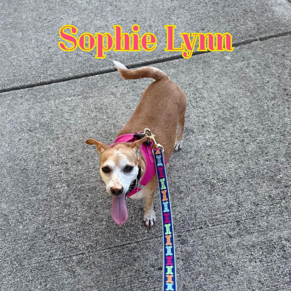 Enlarge Sophie Lynn, a Adoptable mixed breed in San Antonio, TX image 3/3