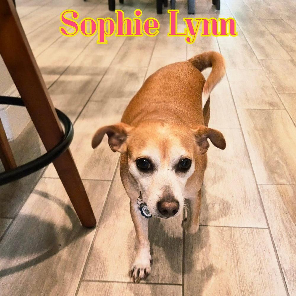 Sophie Lynn, a Adoptable mixed breed in San Antonio, TX image 2/3