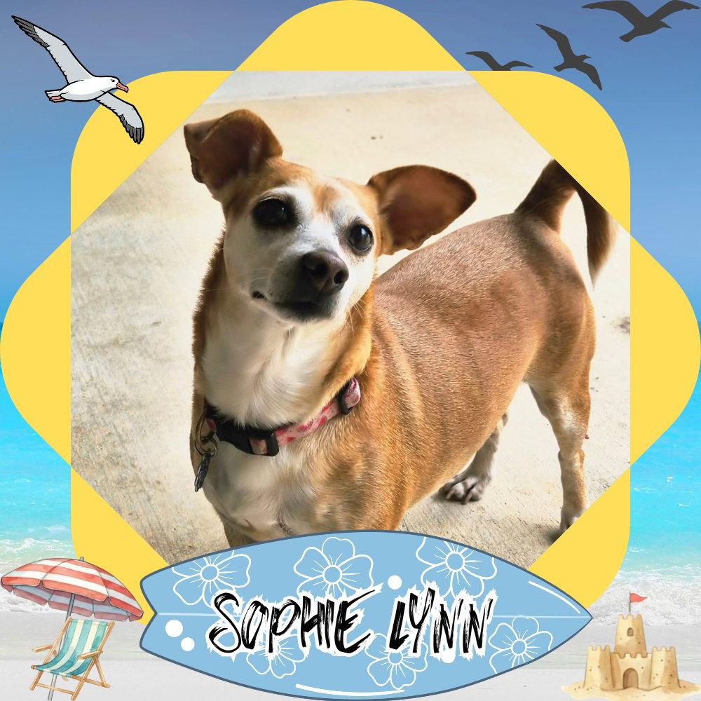 Sophie Lynn, a Adoptable mixed breed in San Antonio, TX image 3/3
