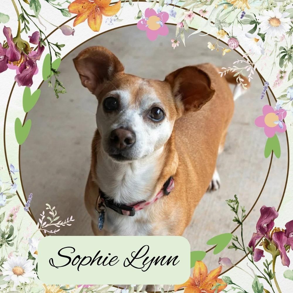 Sophie Lynn, a Adoptable mixed breed in San Antonio, TX image 3/3
