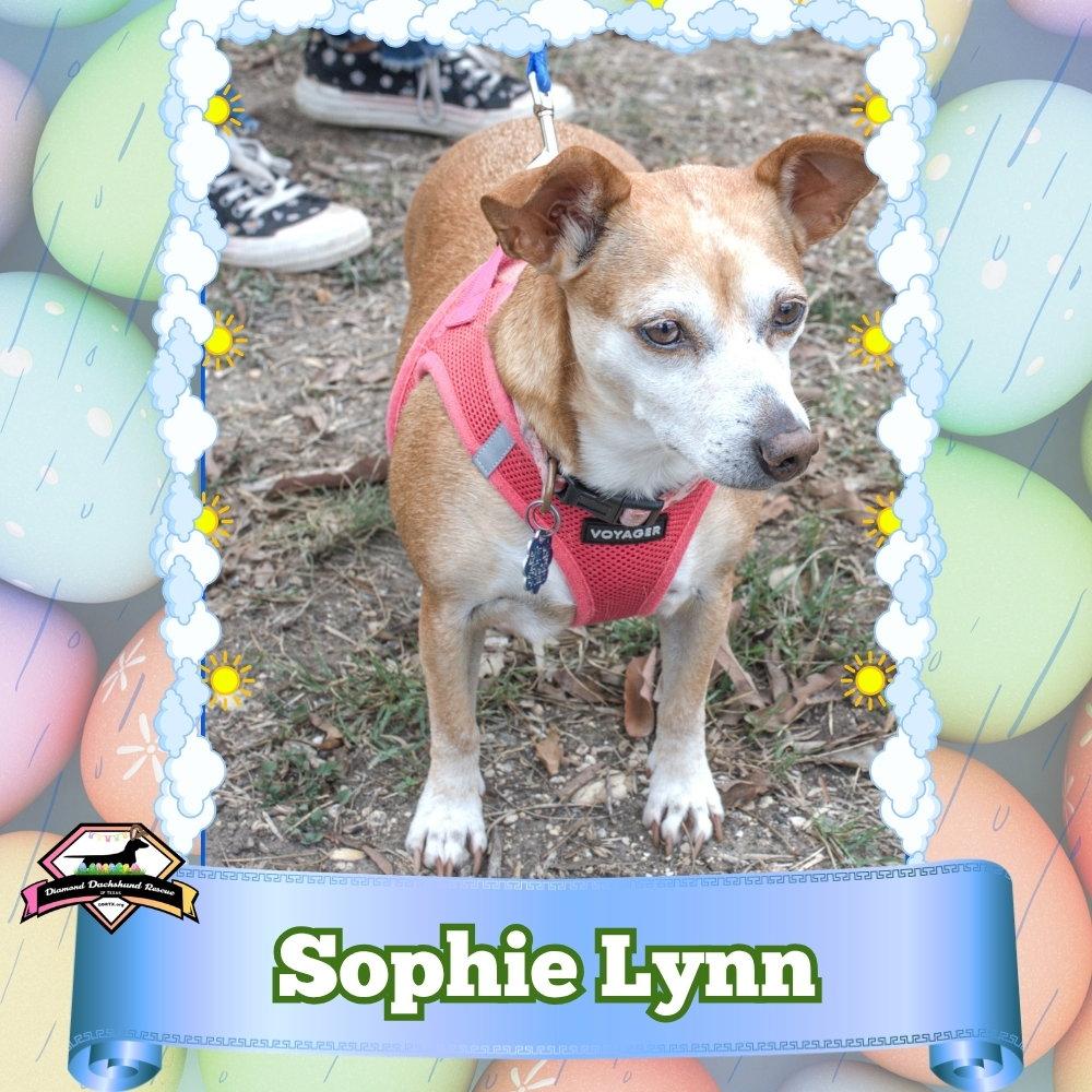 Enlarge Sophie Lynn, a Adoptable mixed breed in San Antonio, TX image 3/3