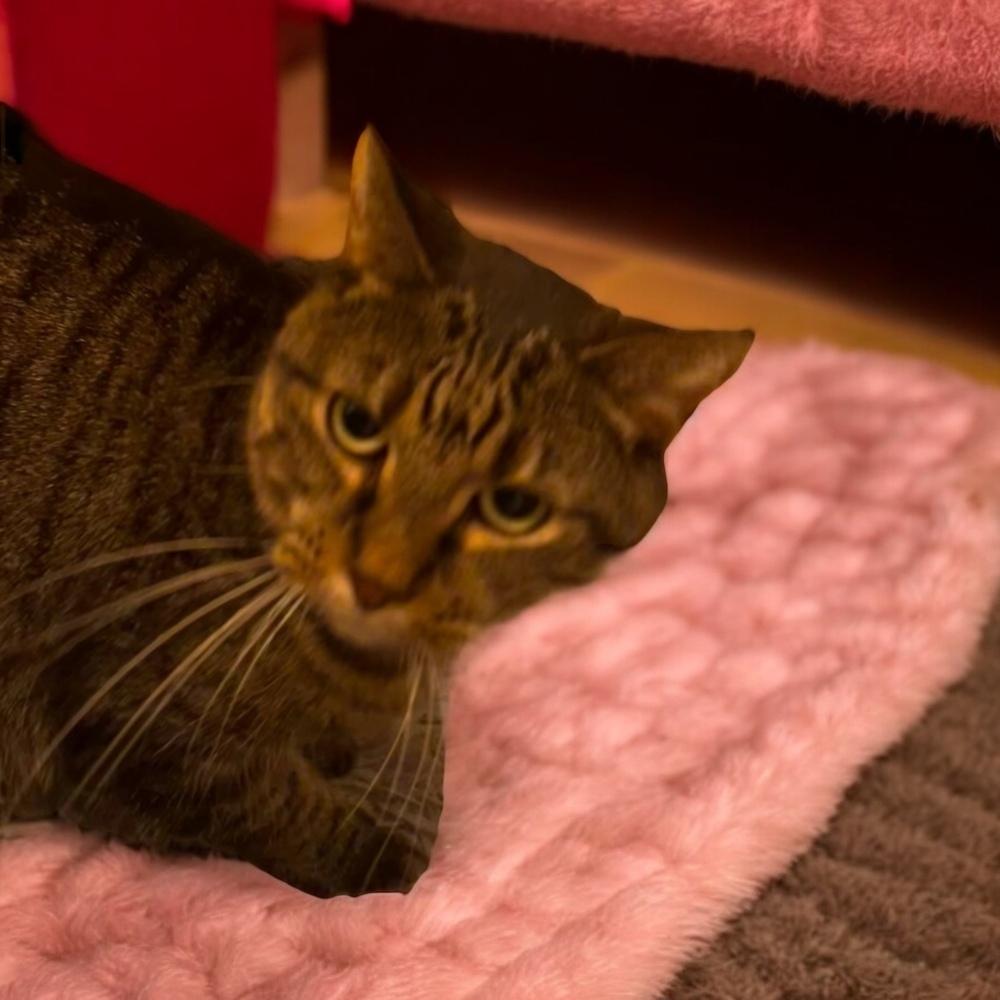 Enlarge Kimmy, a Adoptable Domestic Short Hair in Blanchard, OK image 1/4