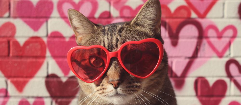 Enlarge Kimmy, a Adoptable Domestic Short Hair in Blanchard, OK image 2/6