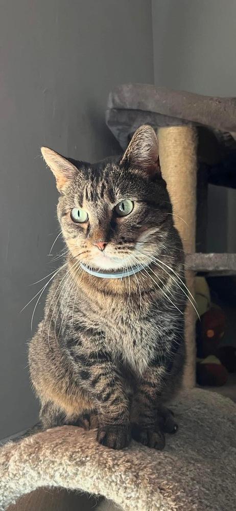 Enlarge Kimmy, a Adoptable Domestic Short Hair in Blanchard, OK image 3/6