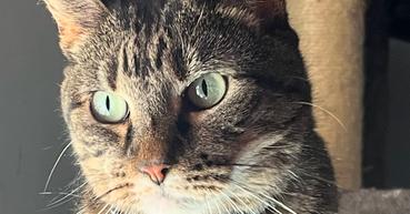 Kimmy, Adoptable, Senior Female Domestic Short Hair.