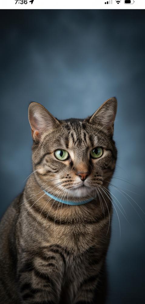 Kimmy, a Adoptable Domestic Short Hair in Blanchard, OK image 5/6