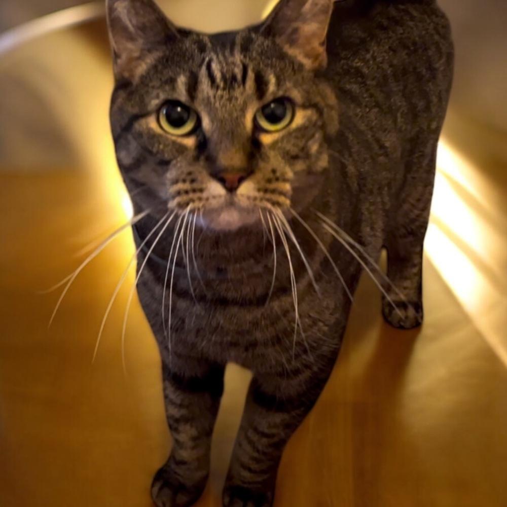 Enlarge Kimmy, a Adoptable Domestic Short Hair in Blanchard, OK image 4/4