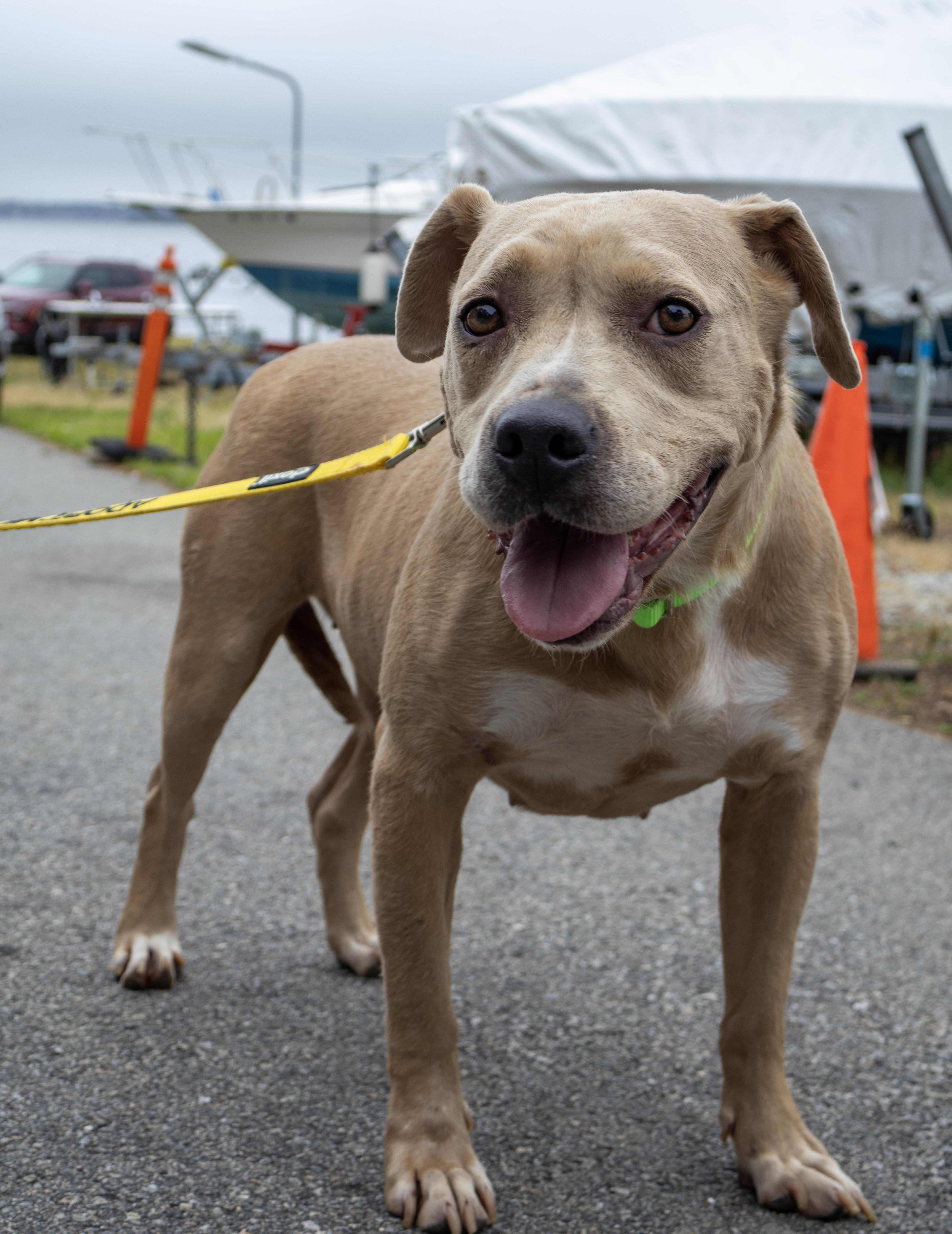 Cookie, an adoptable Pit Bull Terrier, Labrador Retriever in SOUTH WEYMOUTH, MA, 02190 | Photo Image 2