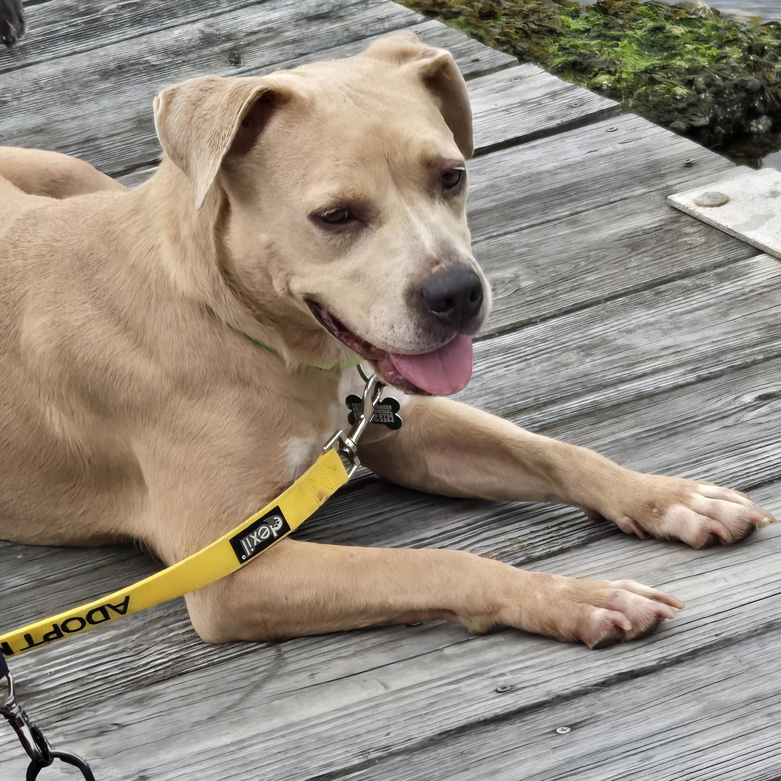 Cookie, an adoptable Pit Bull Terrier, Labrador Retriever in SOUTH WEYMOUTH, MA, 02190 | Photo Image 2