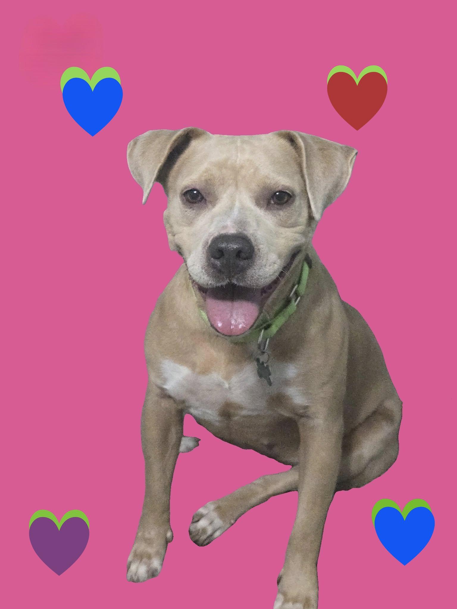 Cookie, Adult Female Pit Bull Terrier
