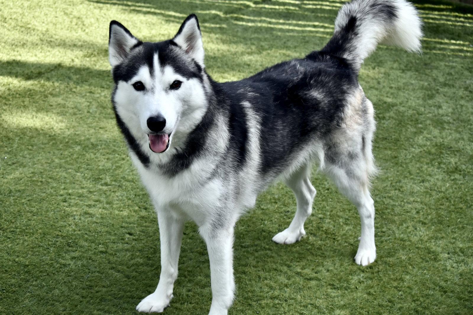King, Adoptable, Adult Male Siberian Husky.