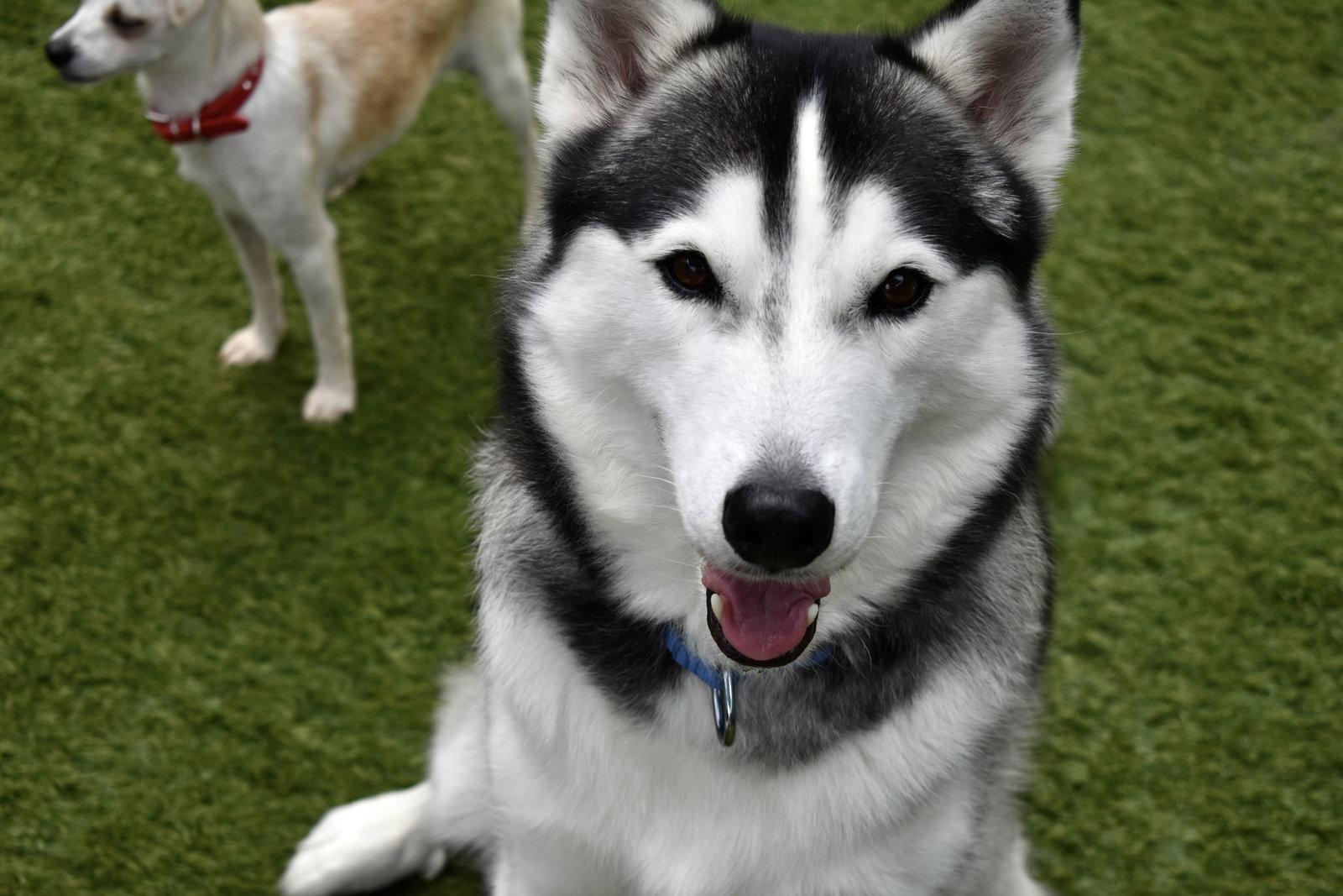 Enlarge King, a Adoptable Siberian Husky in Sarasota, FL image 2/3
