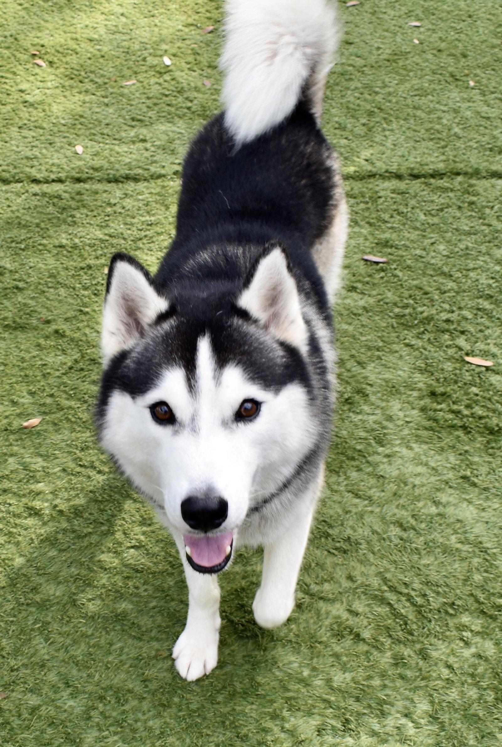 Enlarge King, a Adoptable Siberian Husky in Sarasota, FL image 3/3