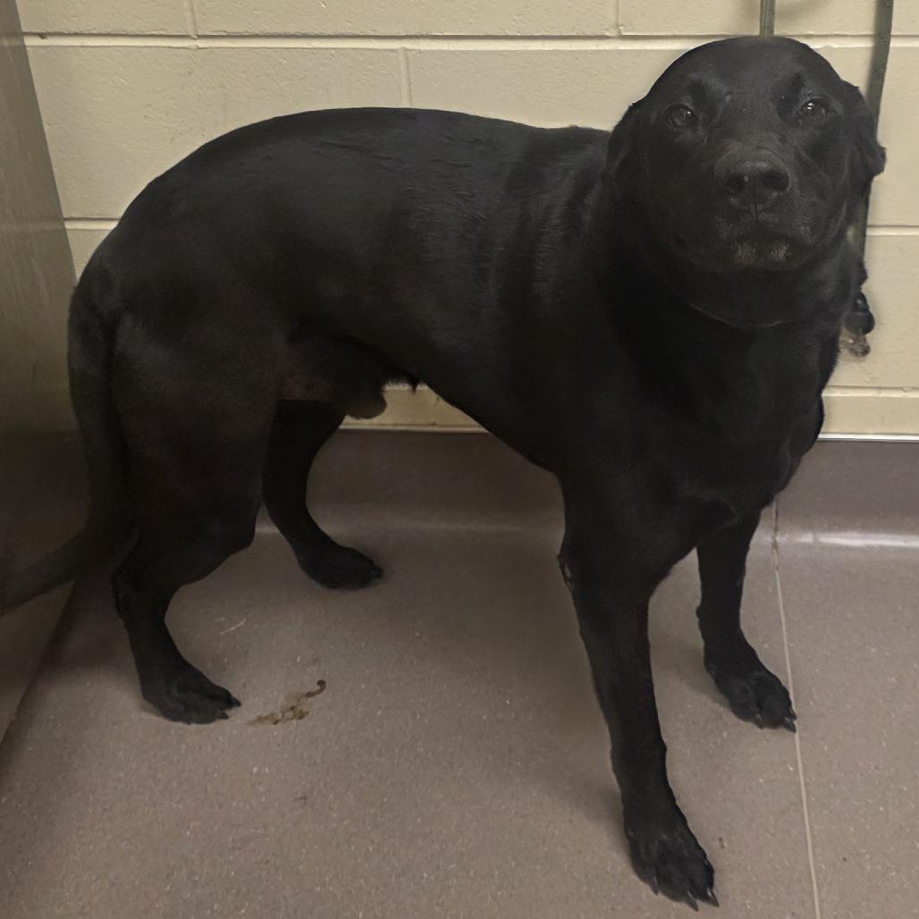 Enlarge Marlow, a Adoptable Labrador Retriever in Norman, OK image 1/3