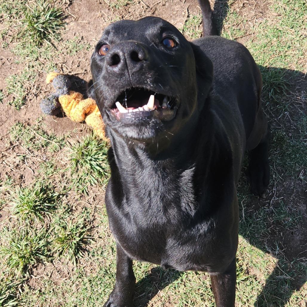 Enlarge Marlow, a Adoptable Labrador Retriever in Norman, OK image 3/3